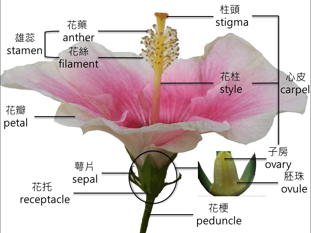 教大家怎麼區分完全花與不完全花 場外休憩區哈啦板 巴哈姆特