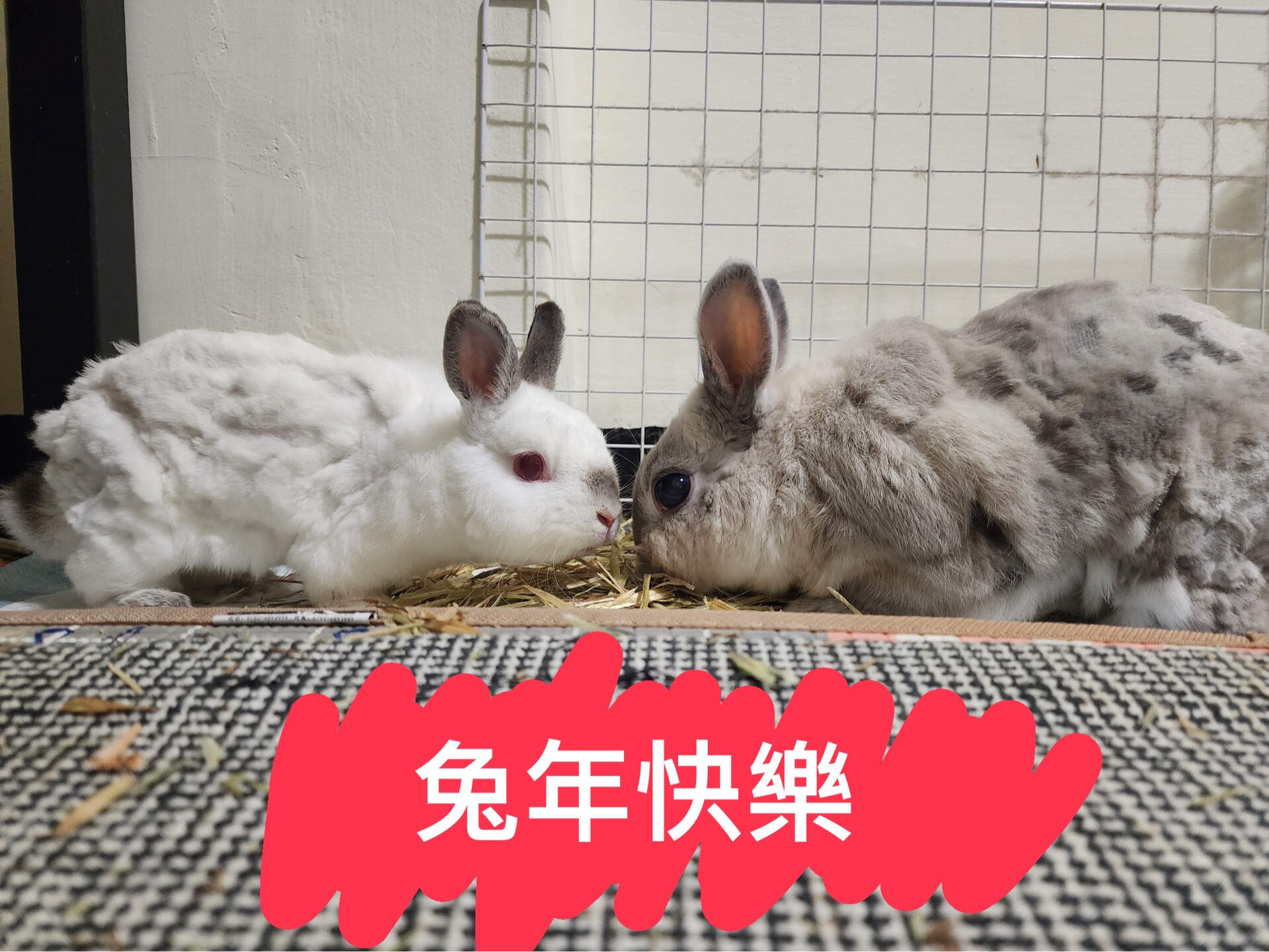 閒聊】三幻軍團尾牙宴-S2初出茅廬-怒出天下@三國志幻想大陸哈啦板- 巴哈姆特