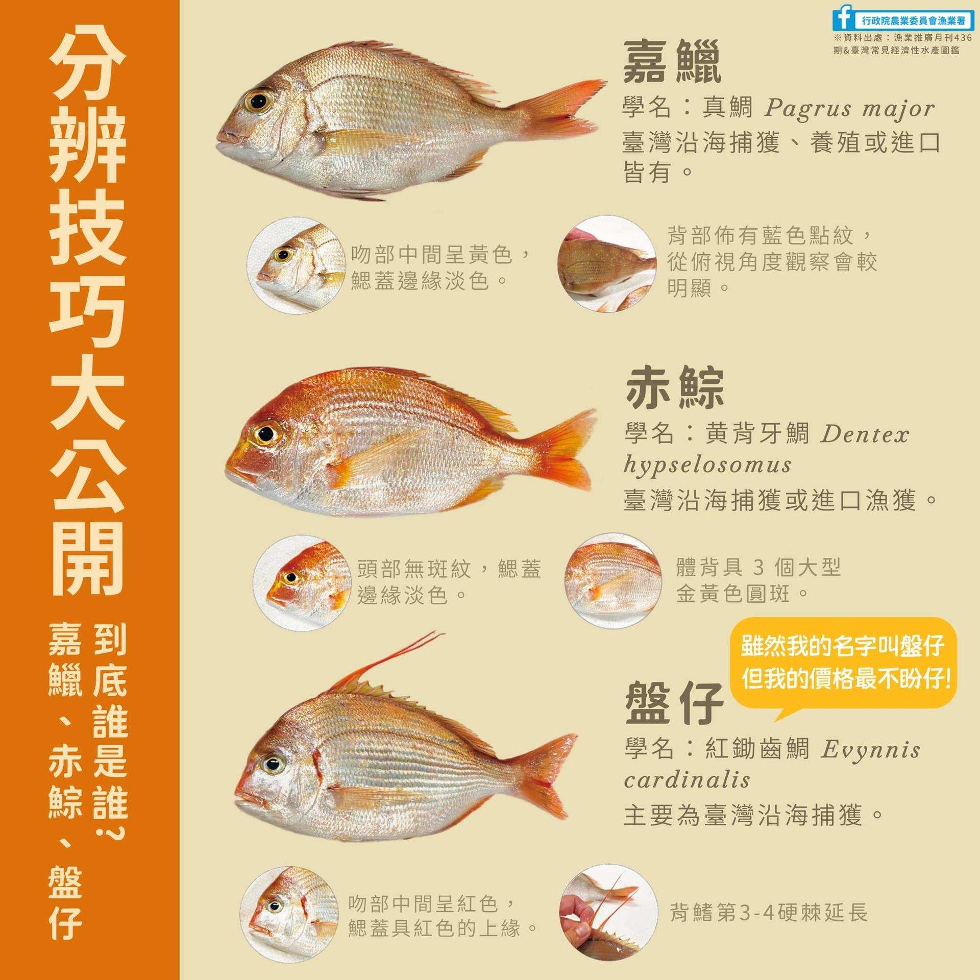 是先有鯛魚還是先有鯛魚片？關於台灣鯛爭議的一些個人感想- jason210075的創作- 巴哈姆特