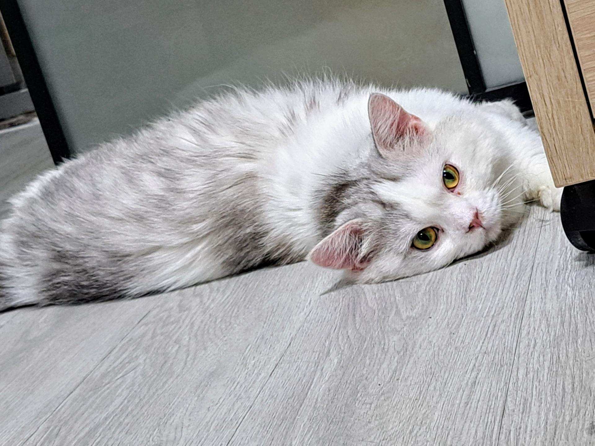 閑語【公司有貓(1)】