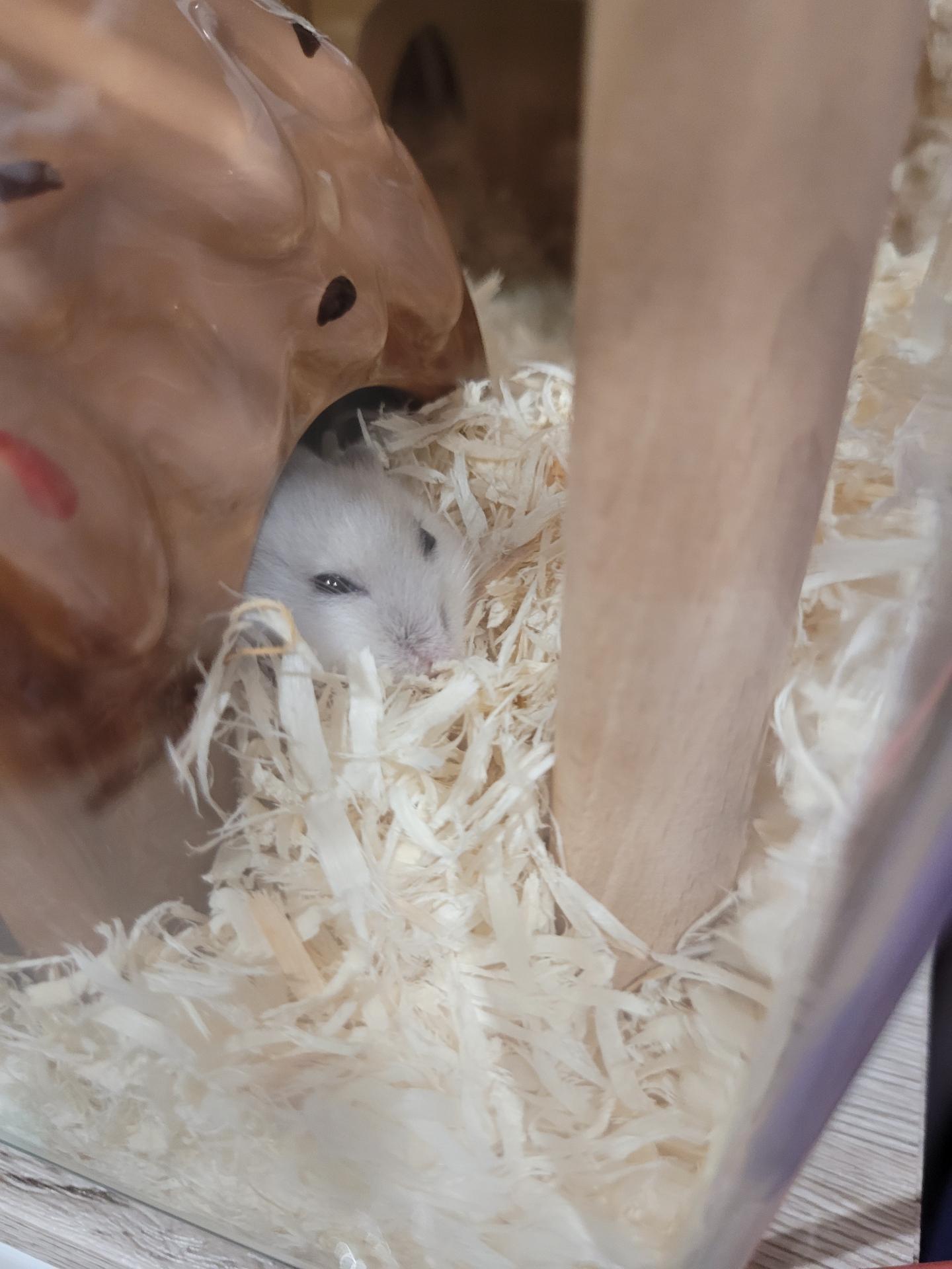 Featured image of post 也龍的寵物－倉鼠Biboo 相遇篇